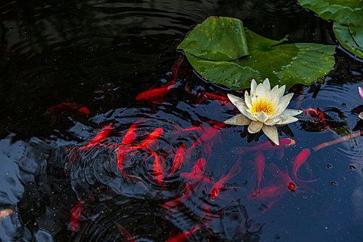 soi cau nhanh