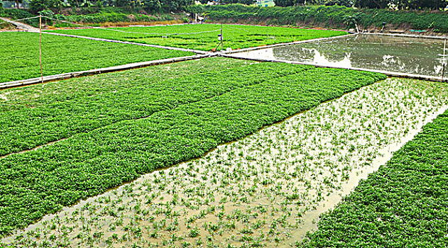 xổ thử miền nam