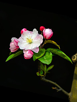 cầu xổ số khánh hòa